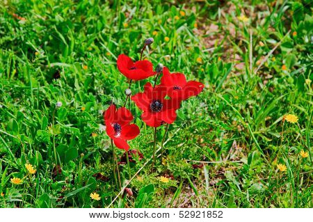 Red poppy
