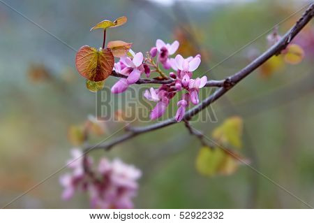 Spring Background