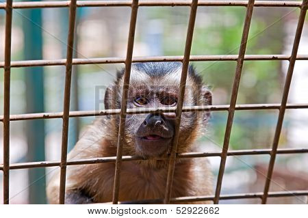 Monkey