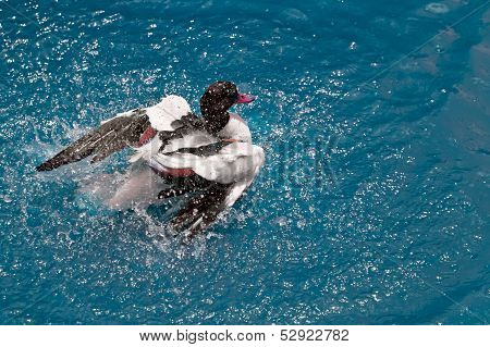 Duck In The Clear Blue Water