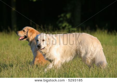 zwei golden retriever