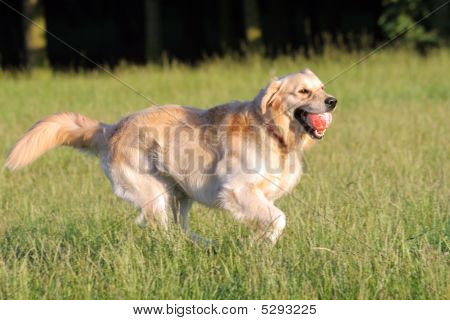 Golden Retriever with a ball