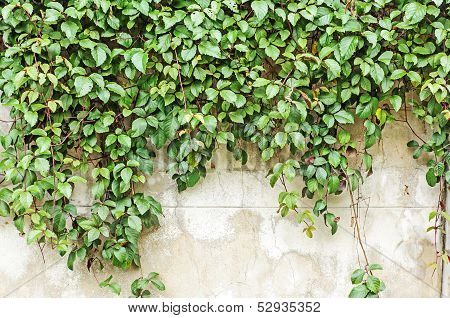 Creeper Climbing On The Wall