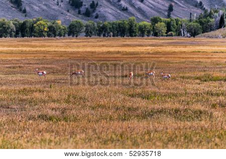 The Pronghorn - Antilocapra Americana