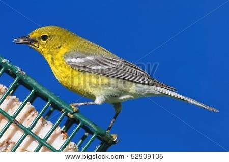 Pine Warbler (dendroica Setophaga Pinus)