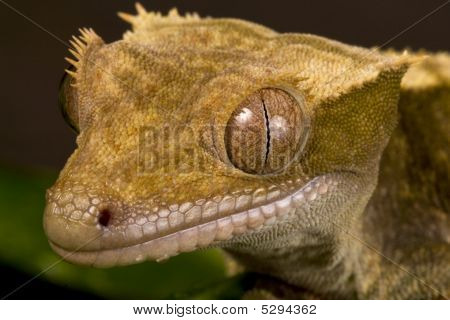 Nova Caledónia Gecko