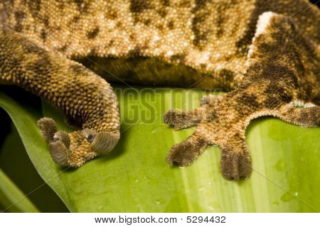 Nova Caledónia Gecko