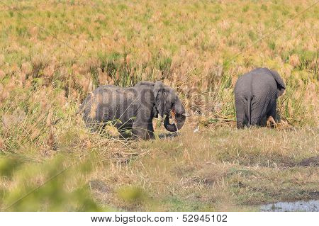 walking elephant
