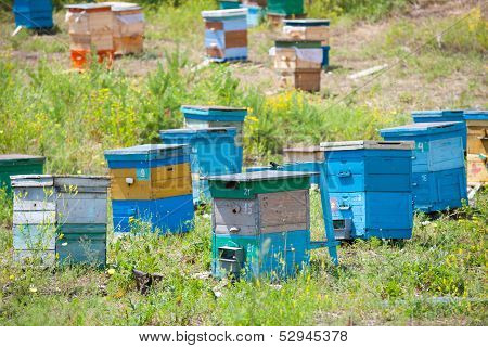 Bee Garden
