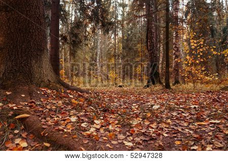 Fall scene in the park