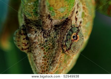 Chamaeleo Calyptratus