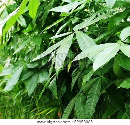 green leaves.