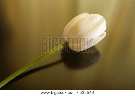 Jeden bílý Tulipán