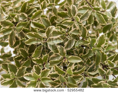 Pittosporum leaves