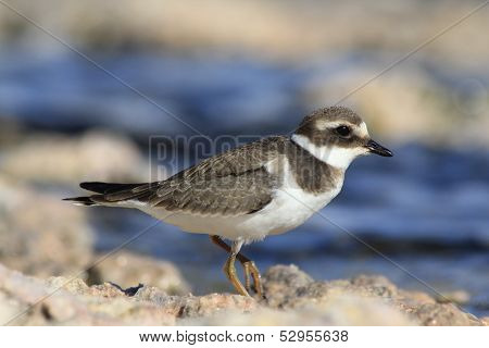Ringed Plover