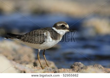 Ringed Plover