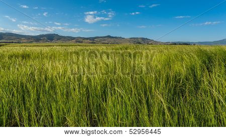 Teff Field