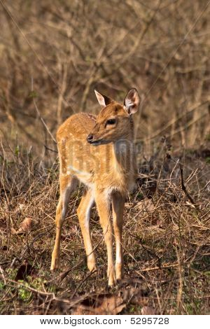 Baby cervo Axis nel parco nazionale di Bandipur