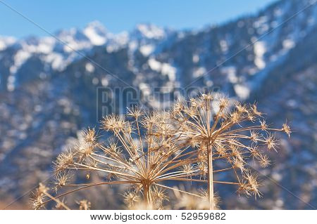 Autumn in Kazakhstan mountains
