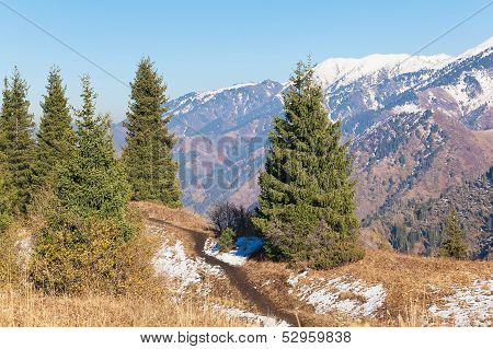 Spruces in Kazakhstan mountains