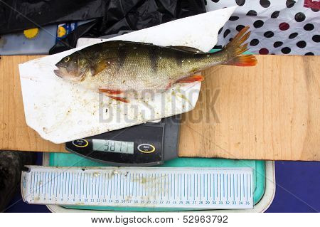 Ichthyology Of A Perch