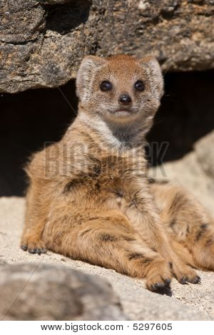 Mangosta bebé sentado en una roca