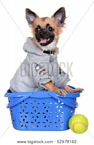 little dog isolated on white background