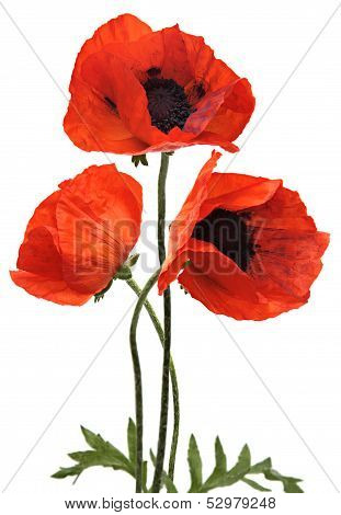 three red poppy isolated on white background