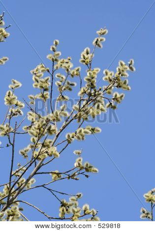 Pussy Willow