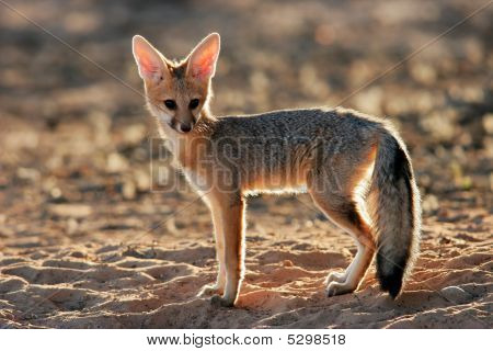 Cape Fox