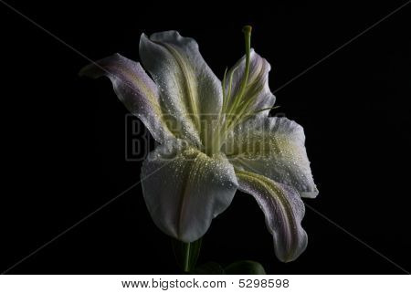 White Lily