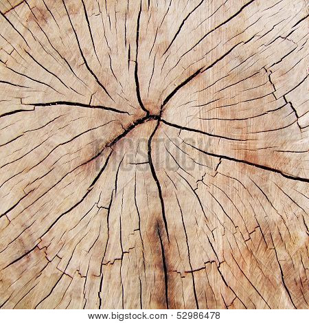Cross-section of fissured wood