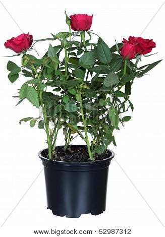 red roses in a flower-pot