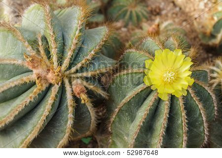 Flowers Of Prickly Pear