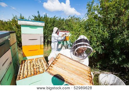 Beekeepers in protective clothing working in apiary