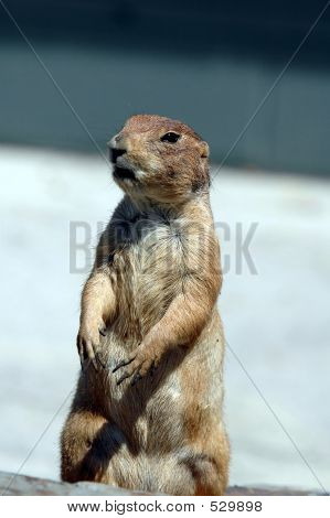 Cão da pradaria