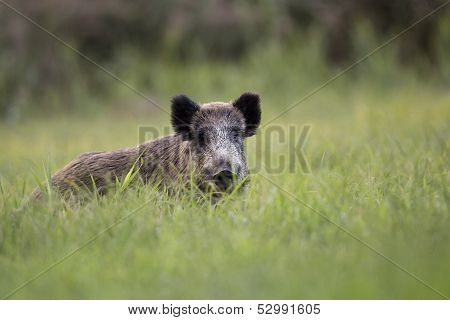 Wild boar