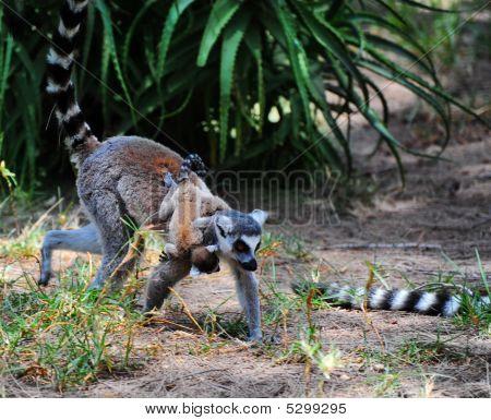 Lemur