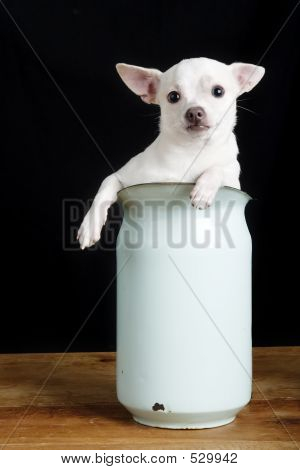 Chiwawa