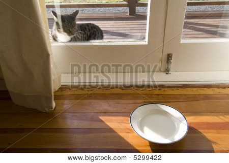 Cat Blick auf Untertasse Milch aus Glas Seitentür