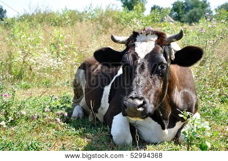 Portrait Of A Cow