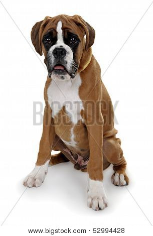 red dog breed boxer on a white background.