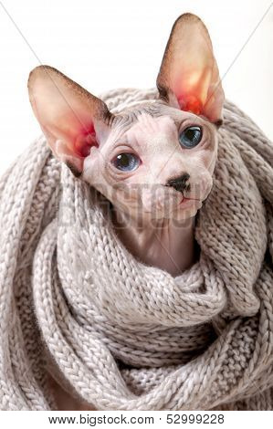 Canadian Sphynx cat wrapped in knitted scarf portrait