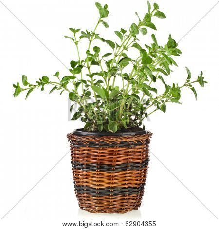 fresh flavoring herbs oregano in brown wicker basket flowerpot isolated on white background 