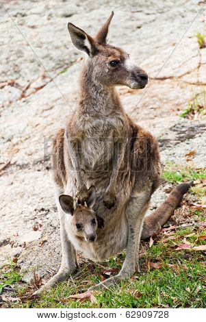 A Kangaroo With A Joey