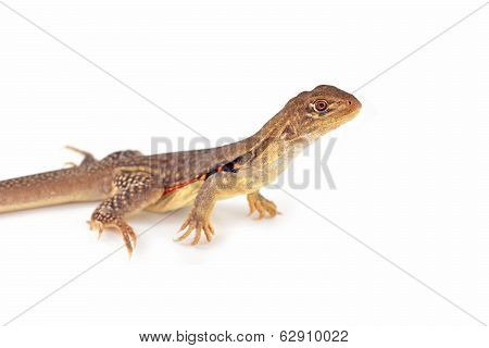 Butterfly Agama Lizard