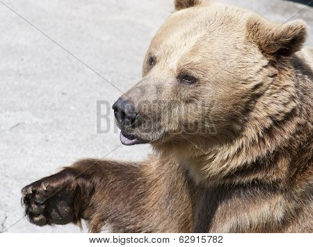 Brown Bear (ursus Arctos Arctos)