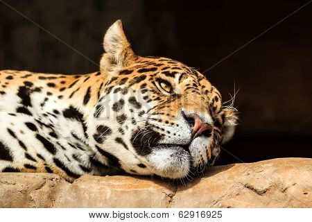Closeup portrait of jaguar or Panthera onca