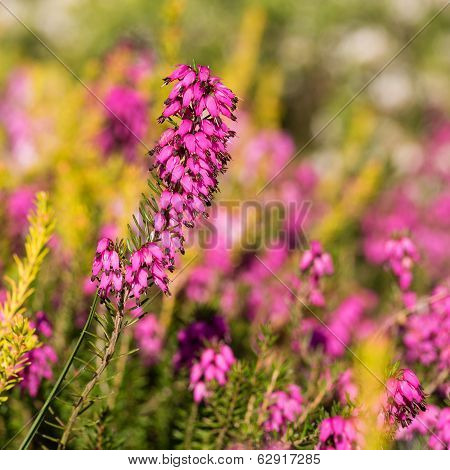 Beautiful flowers Myretoun Ruby