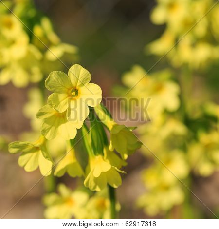 Beautiful flowers in the sunshine